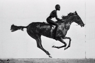 Horse in motion